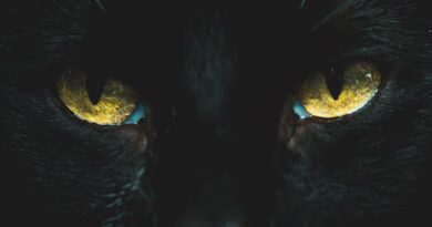 close up photo of black cat