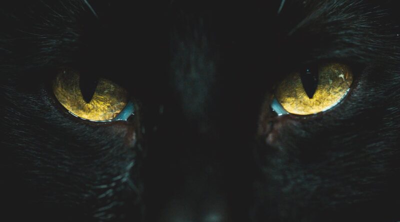 close up photo of black cat