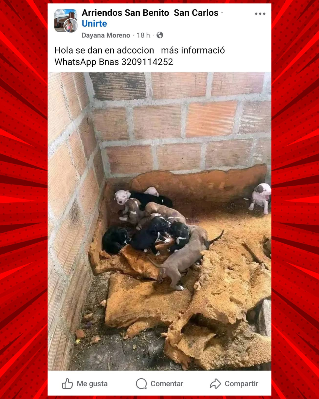 Publicación falsa en grupo de Facebook ofreciendo cachorros en adopción